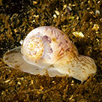 Euspira nitida
